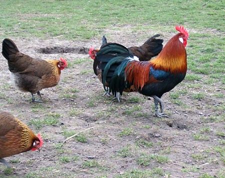 Store kyllinger av danske landhøns