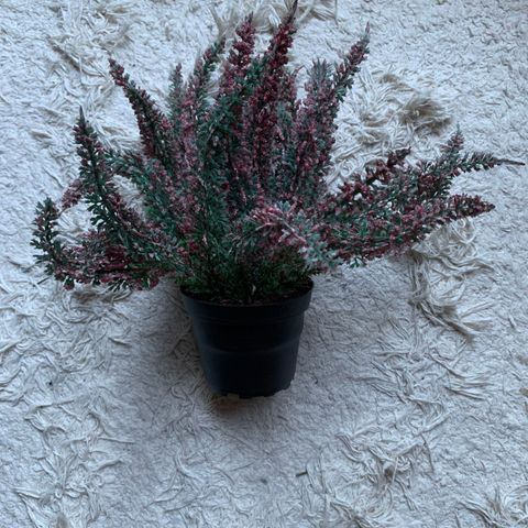 Kunstig lyng plante med rosa-lilla og grønne  blomster / blader i potte.