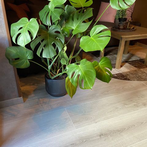 Grønn plante, Monstera ønsker seg nytt hjem.