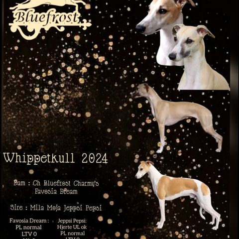 Whippet