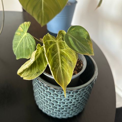 Philodendron Glorious - Liten