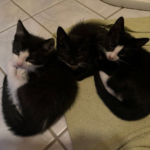 Tre skjønne kattunger søker nye hjem