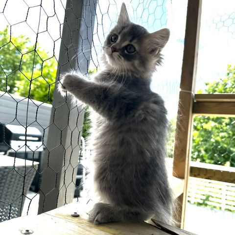 Vakre Lykke 💕 Perser/ Maine Coon Mix - Født 9. april