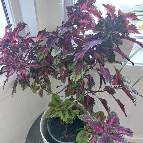 Stiklinger Coleus/China Rose