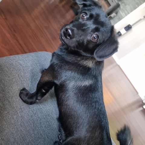 Blandingshund 1,5år