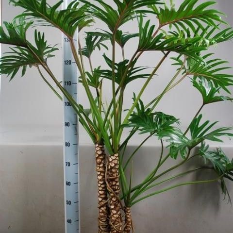 Philodendron Xanadu med store stammer ønskes