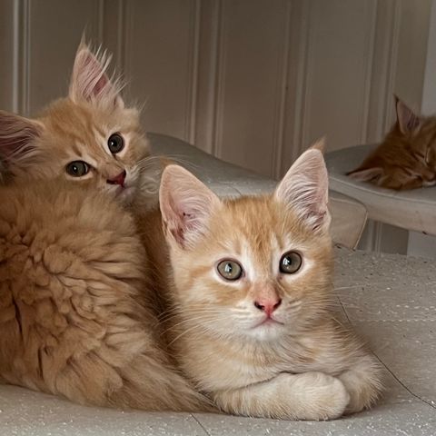 Maine coon/blandingskatter