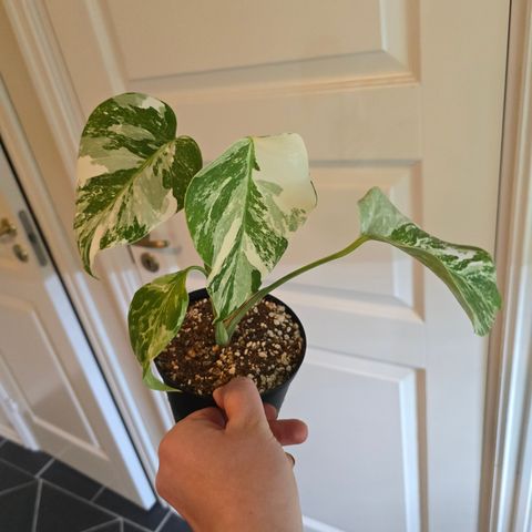 Monstera variegata