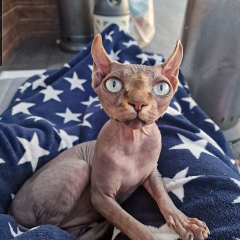 Sphynx elf jente 1 år