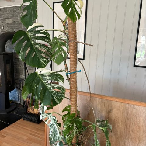 Monstera variegata plante 2 meter høy!