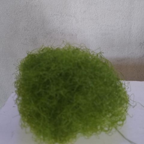 Chaeto alge til saltvann