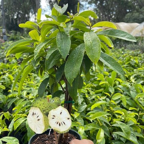 soursop tree/ árbol de chirimoya