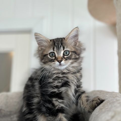 Vakre Kira - Perser/ Maine Coon Mix (født 9. april) - RESERVERT!