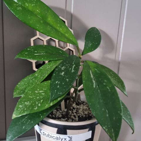 Hoya pubicalix hel plante