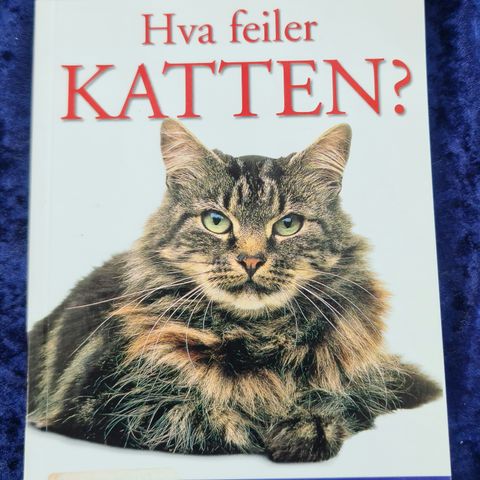 Hva Feiler Katten. Skader, Symptomer, Førstehjelp