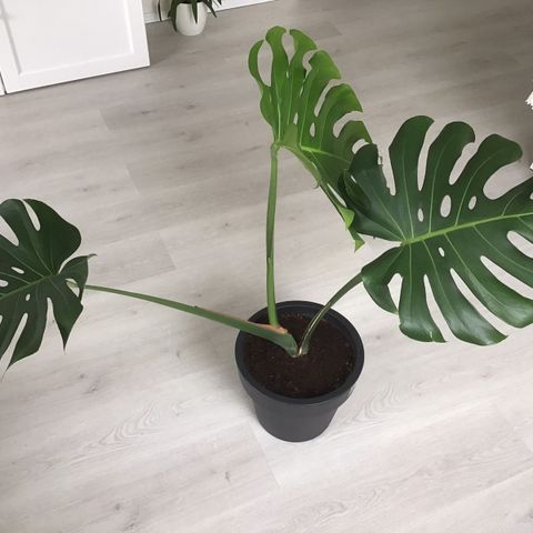 Grønne planter Monstera Deliciosa