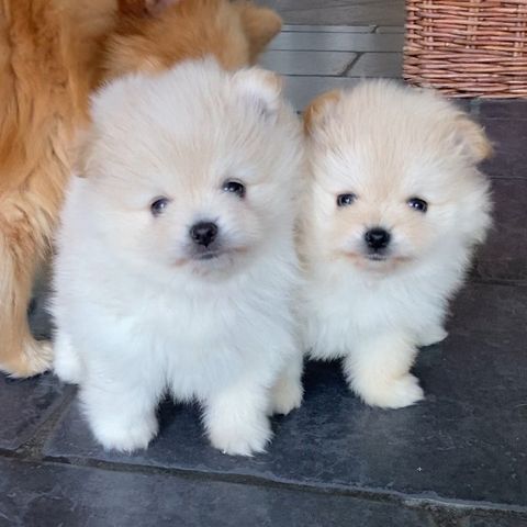 Pomeranian/Malteser valper til salgs!