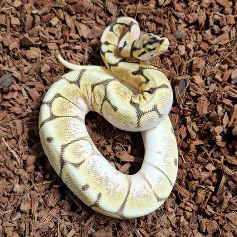 0.1 orange dream fire spider het clown