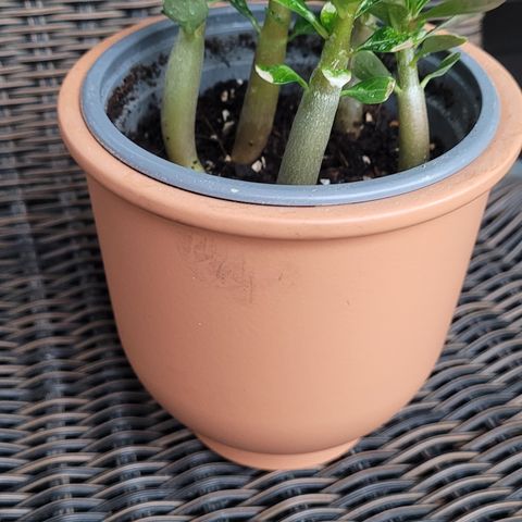 Små adenium planter.