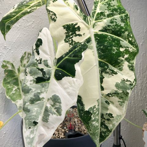 Alocasia frydek variegata knoll