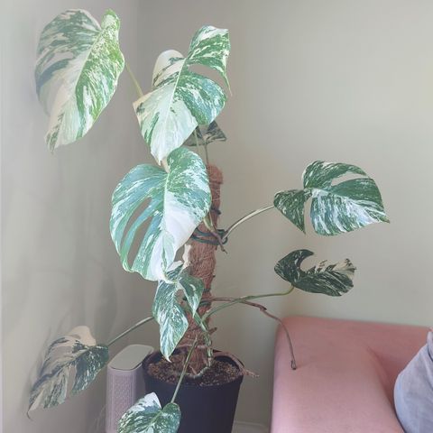 Monstera variegata plante