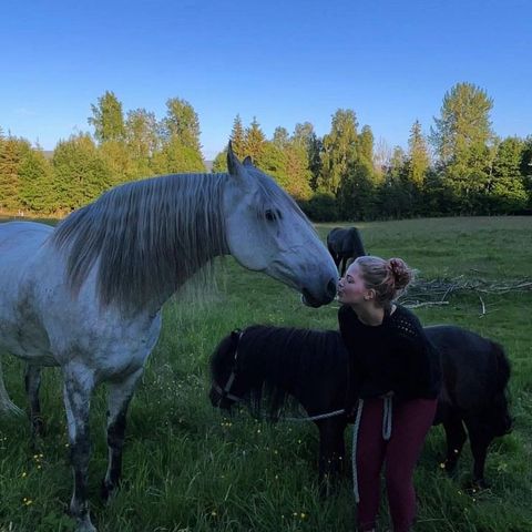 Søker fôrponni/hest