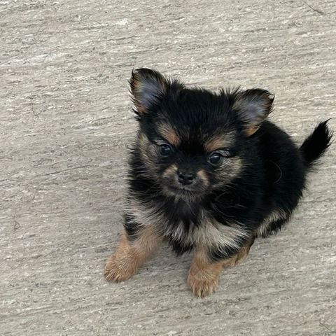 Pomchi