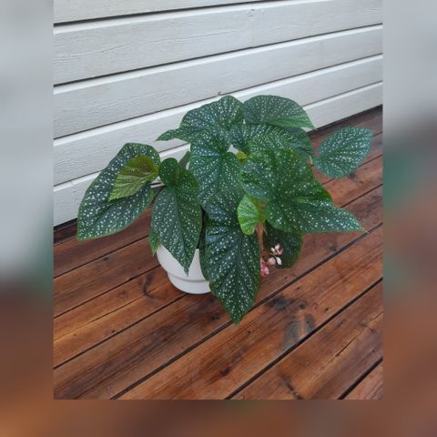 Stor Begonia Corallina de Lucerna.