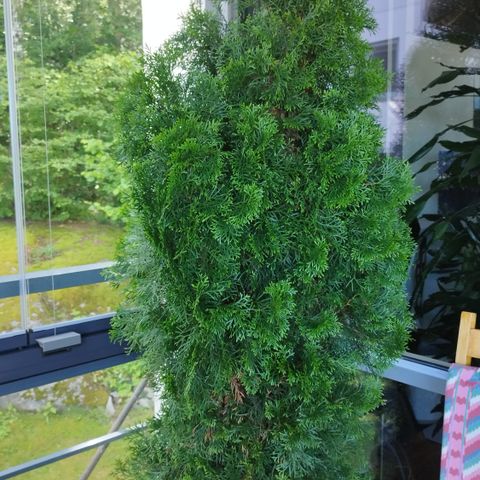 thuja smaragd 1.7m