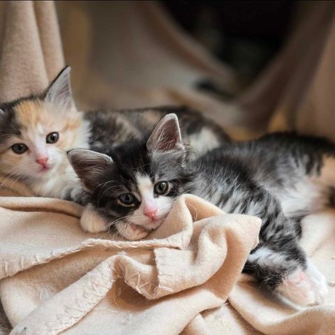 Nydelige kattunger selges til gode hjem