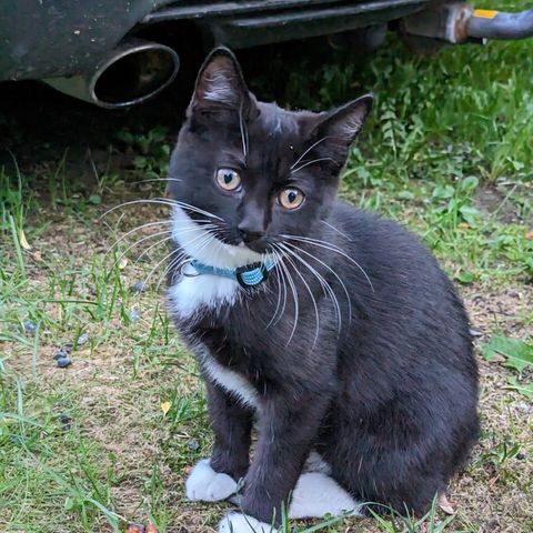 nydelig  kattunge med Bengal i seg chippet, kastrert og fått vaksine