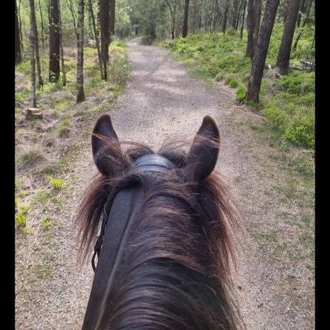 Lyst til å holde på med hest, men kanskje ikke på rideskole?🥰