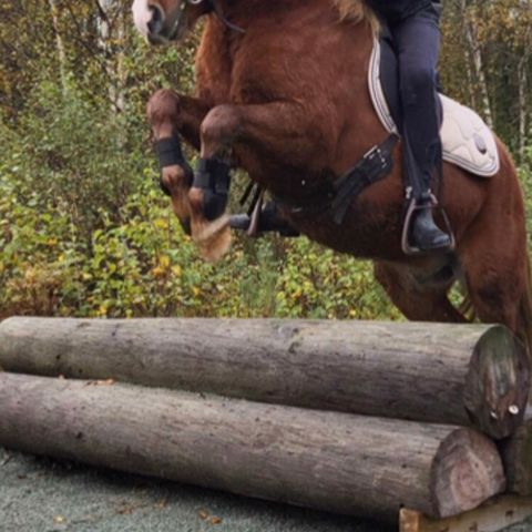 Flott allround / ride/ kjøre ponni på  5 år vallak