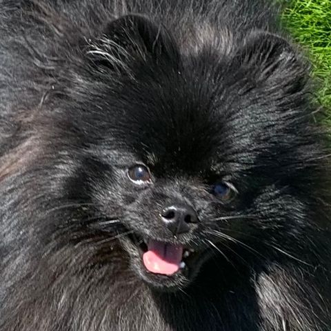 Pomeranian tispe vurderes solgt ❤️