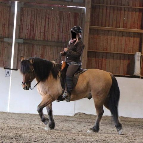 Doma Working Equitation Saddle