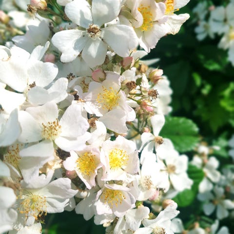 Annonsebilde