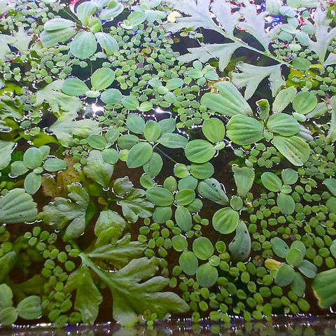 Flyteplanter: Pistia, Frogbit og Salvinia Minima