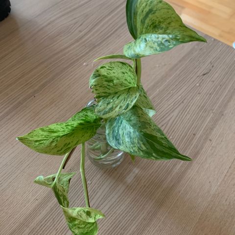 Marble queen stikling