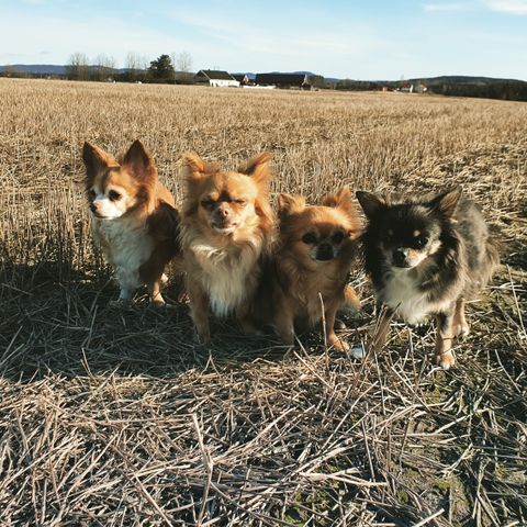 Gøy på Landet 💕Ferie for Små hunderaser