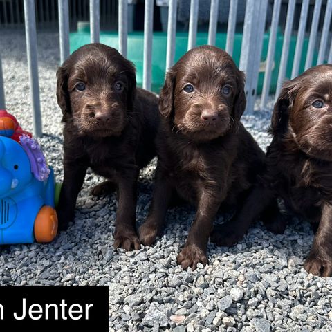 Klar for ny cobberdog kompis i juli? Medium brune jenter og gutter