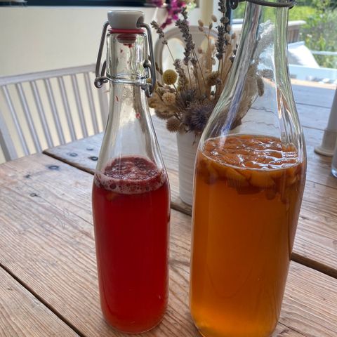 kombucha scoby og sterk startervæske