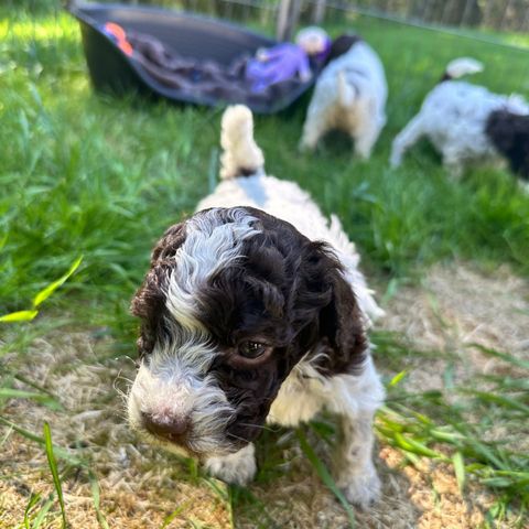 Lagotto Romagnolo (italiensk vannhund/trøffelhund) valper til salgs.