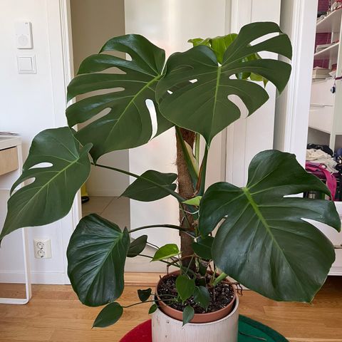 Monstera hel plante til salgs