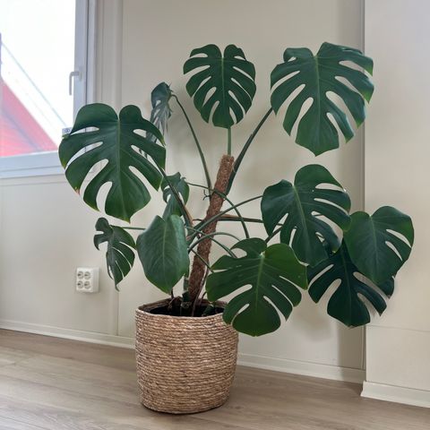 3stk Monstera Deliciosa i potte