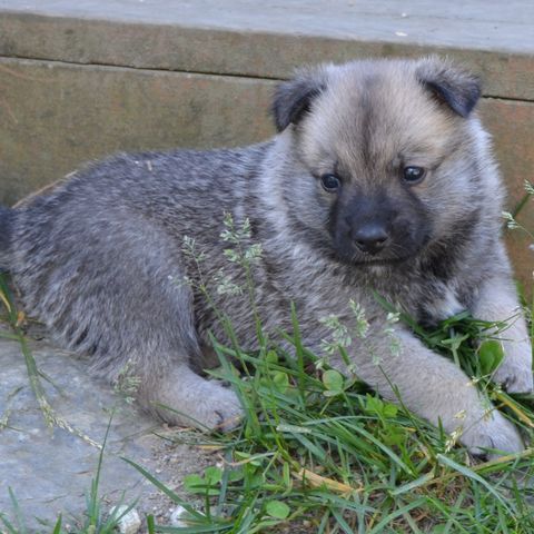 Norsk Buhund