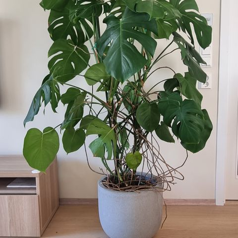 Monstera plante med potte