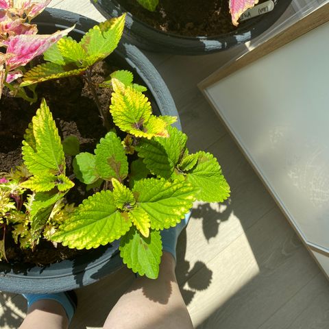 Masse coleus