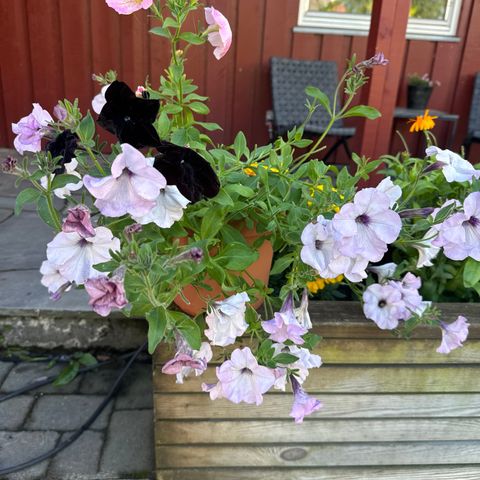 Petunia med 4 farger