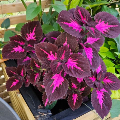 Stikling av Coleus, China Rose