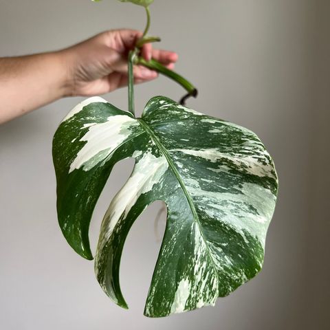 Monstera variegata plante med røtter og nytt blad